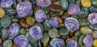 USA, Washington State, Seabeck. Panoramic of beach rocks and mahogany clam shells. Art Print
